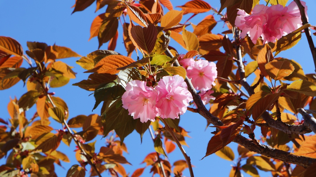 中恒花开正当时 莫负好春光